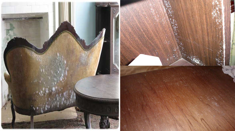 Cách tẩy mốc gỗ đơn giản nhất